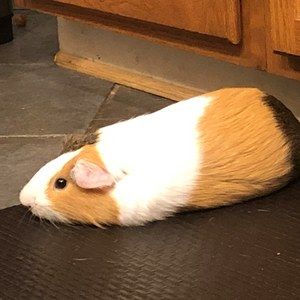 Meet your Posher, Felix